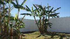 Mature Banana Trees - Riberas del Pilar, Ajijic, Jalisco, Mexico