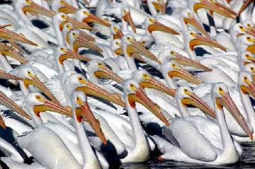 2000 Pelicans Gather Daily in Lake Chapala